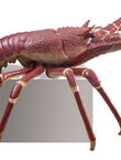 Giant Lobster, , medium