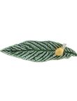 Leaf Medlar Tree with Snail, , medium