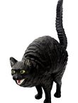 Hissing Cat, , medium