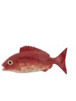 Blackspot Seabream, , medium