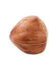 Box Hazelnut, , medium