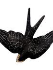 Large Swallow, , medium