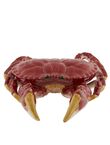 Edible Crab, , medium