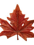 XL Sycamore Leaf, , medium
